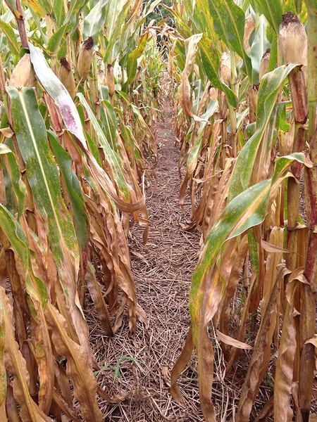 Figure 3. Cover crop mulch suppressing weeds at corn black layer